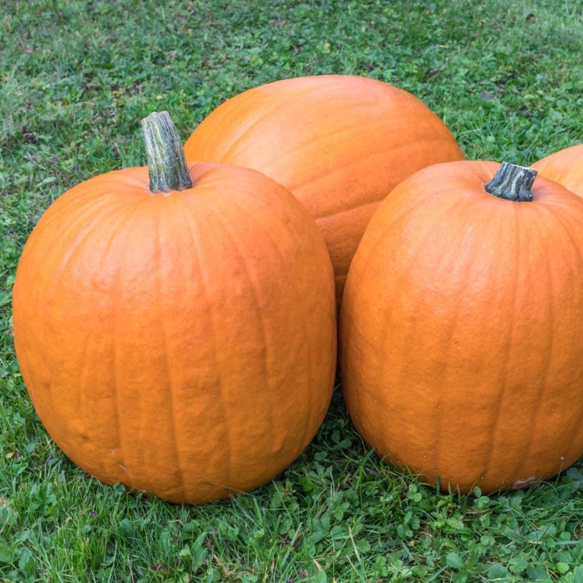 Kürbis Jack Lantern (1)