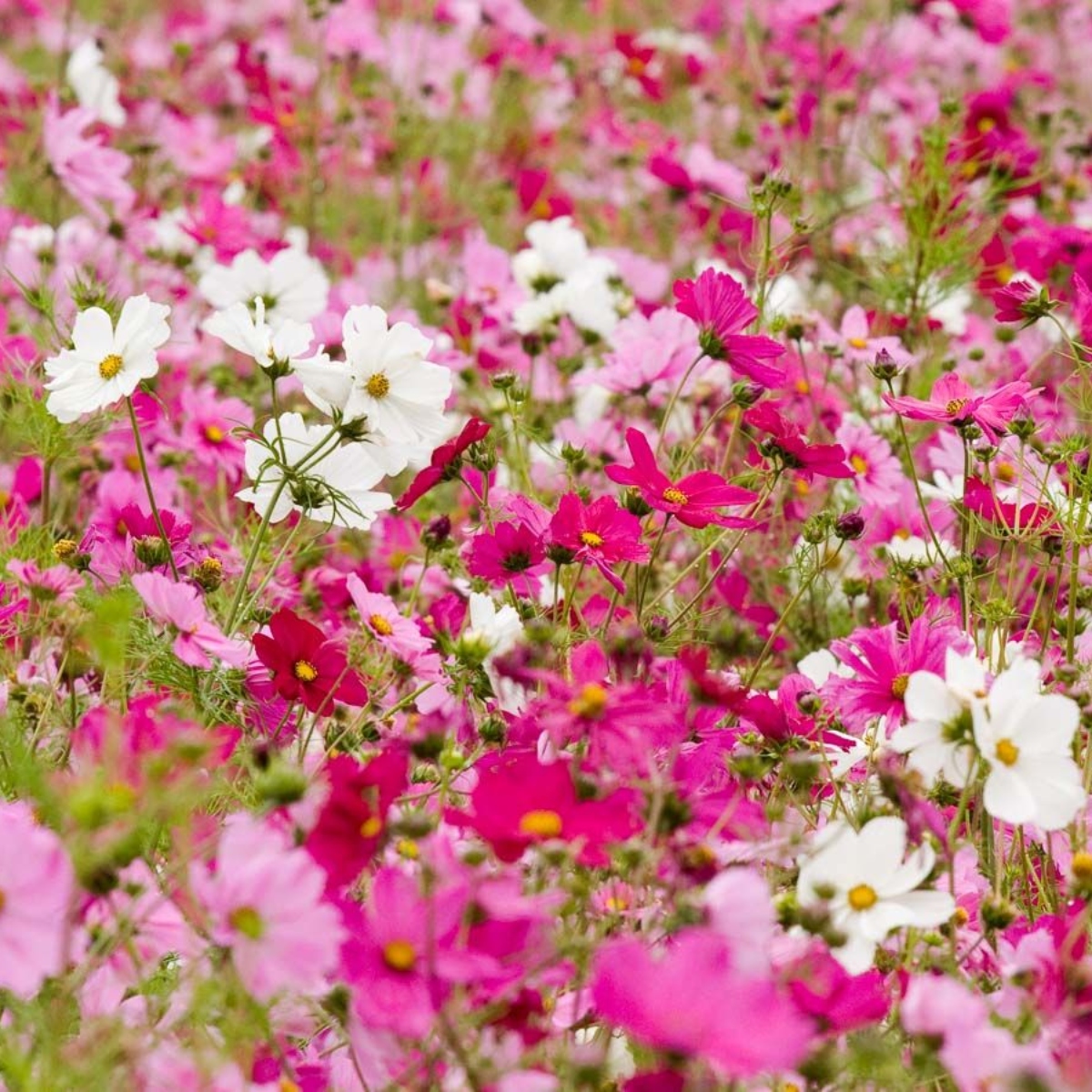 DIY Cosmea Farbmischung (1)