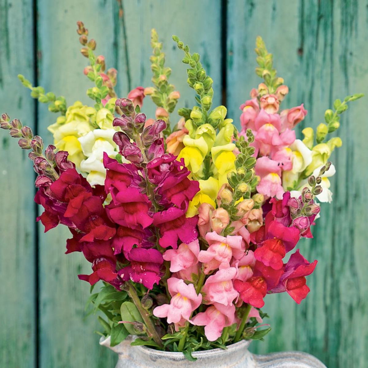 DIYLöwenmäulchen Mischung (1)