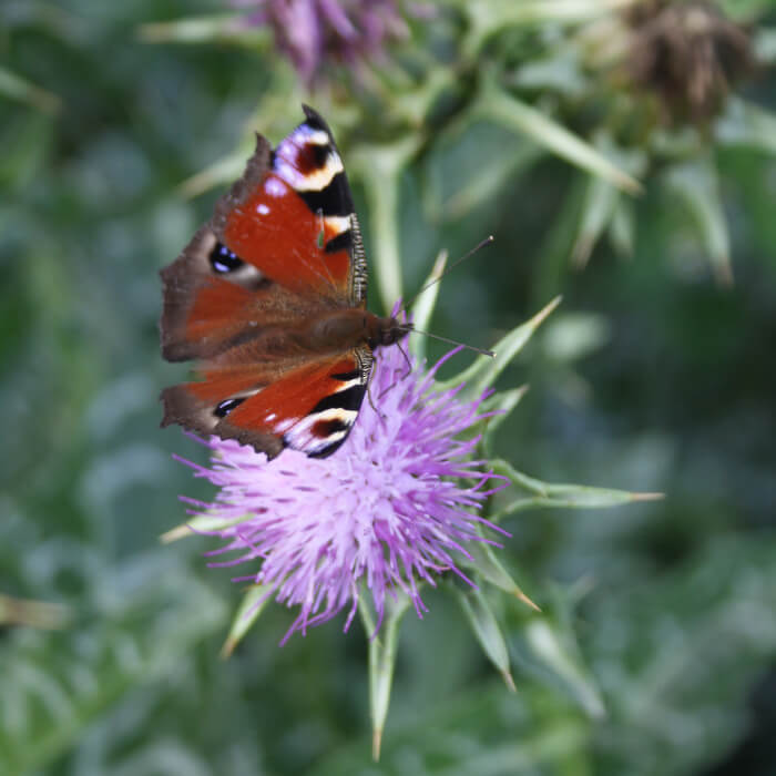 Bio Saatgut – Mariendistel