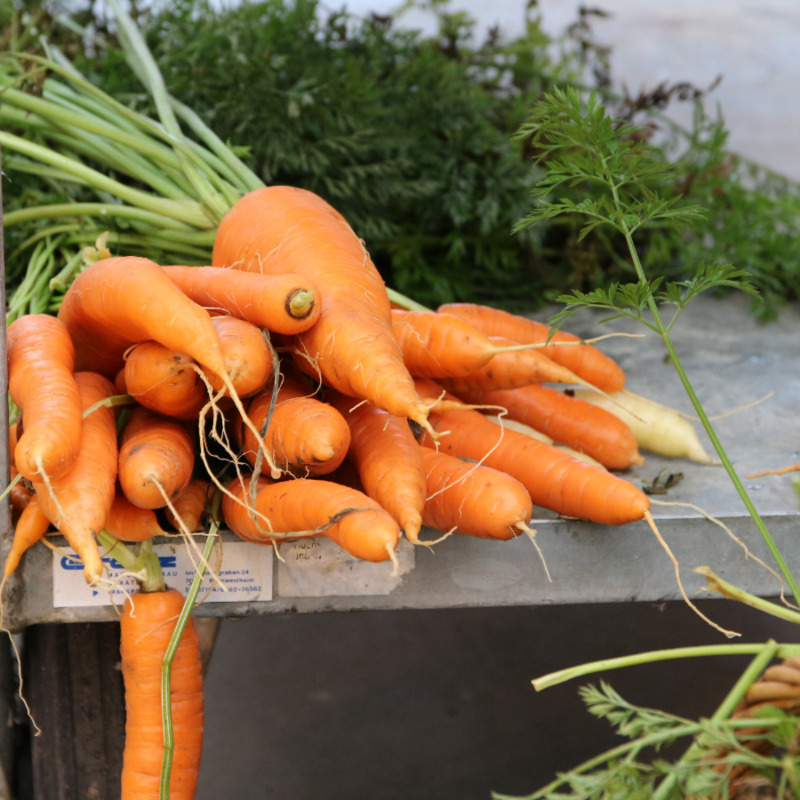 Möhre Roter Riese (1)
