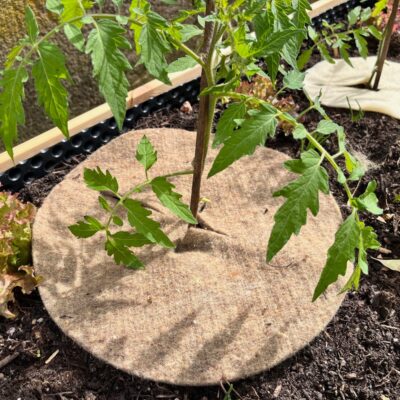 Mulchscheibe 35 cm um eine Tomatenpflanze (1)