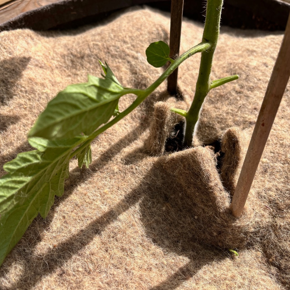 Mulchscheibe im Einsatz um eine Tomatenpflanze (1)