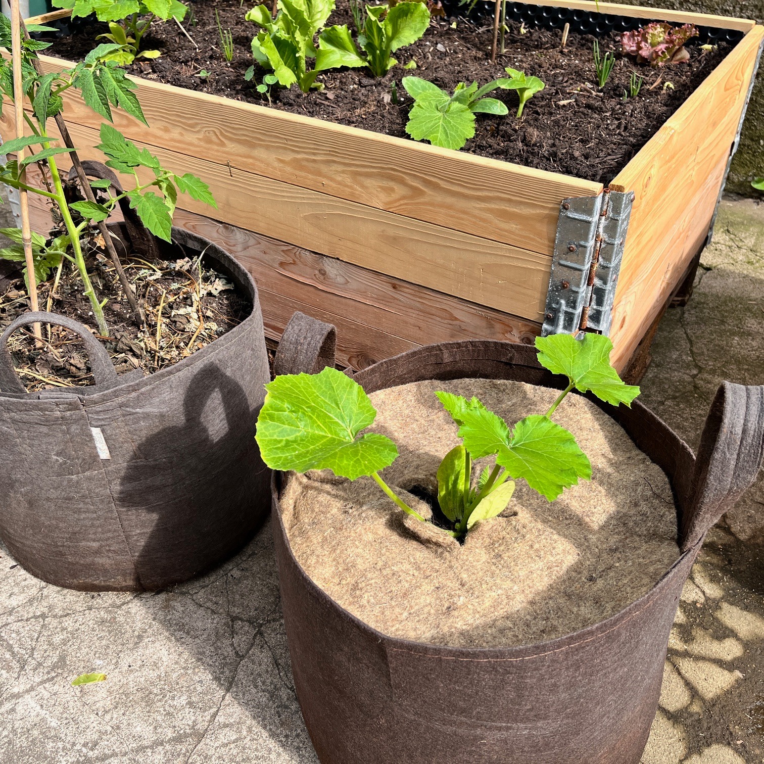 Mulchscheibe im Einsatz im Pflanzsack um eine Zucchinijungpflanze (1)