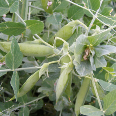 Palerbse Kronenerbse (1)