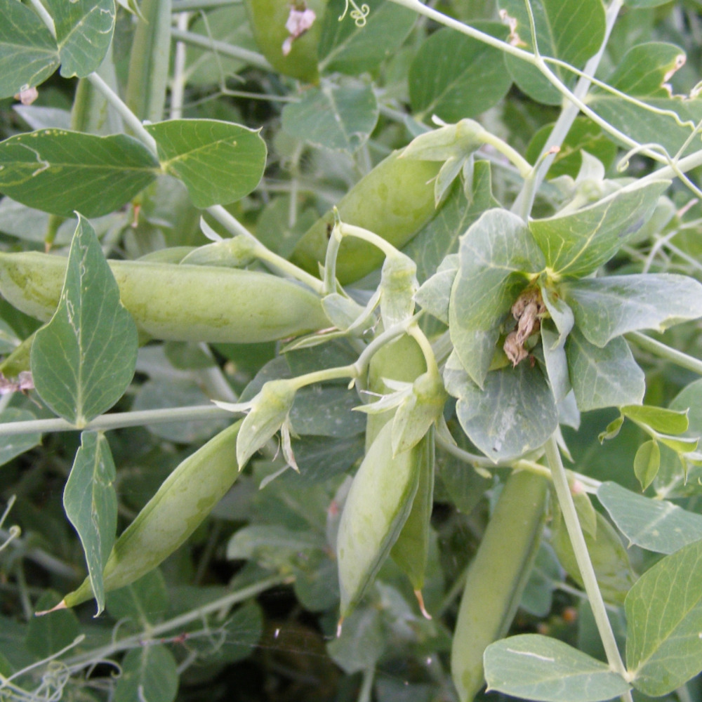 Palerbse Kronenerbse (1)