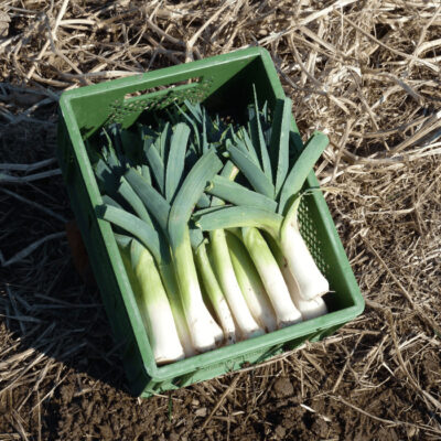 Bio Saatgut – Porree “Blaugrüner Winter”