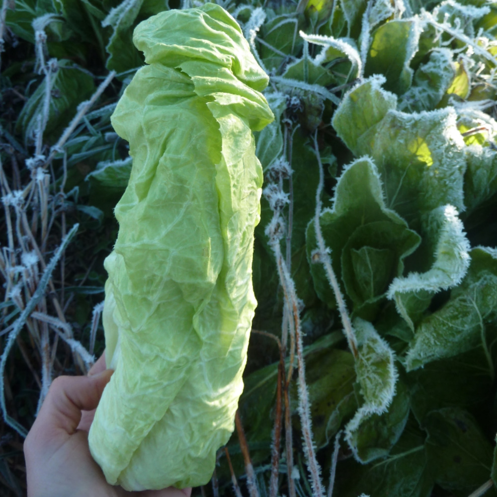 Salat Radicchio "Zuckerhut" (1)