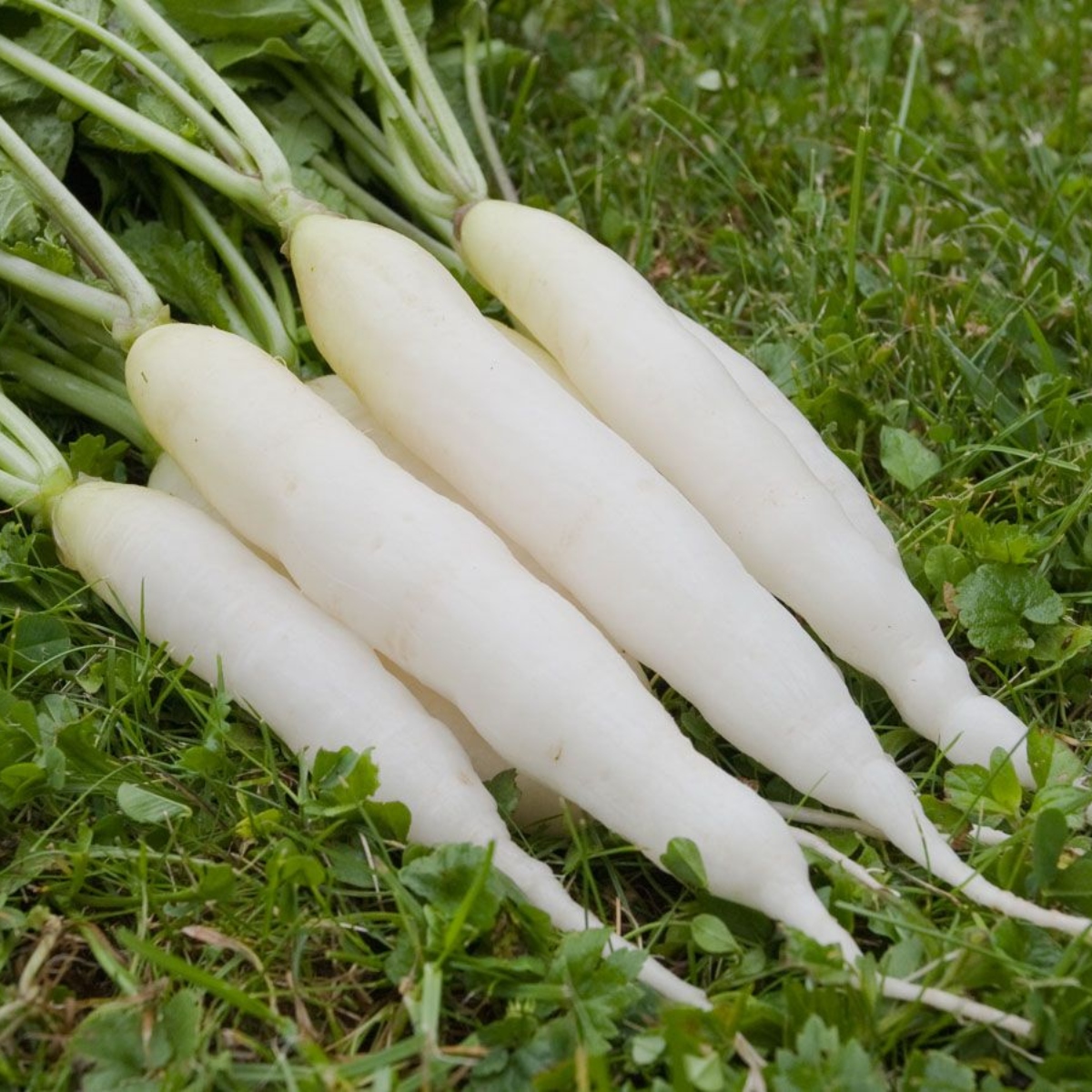 Radieschen Trio 3 (1)