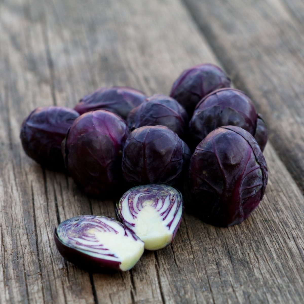 Rosenkohl Rokero (1)