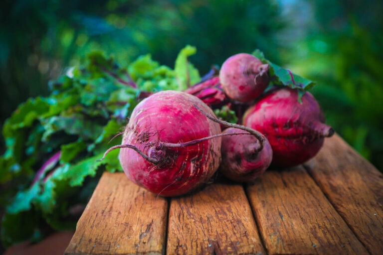 Rote Beete nach der Ernte