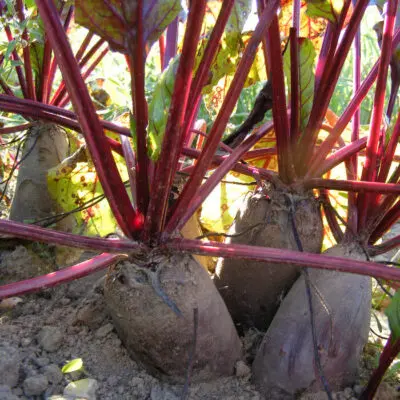 Rote Bete  gesunder Schatz in Deinem Garten