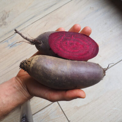 Bio Saatgut – Rote Rübe “Forono”