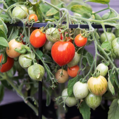 Saatgut_Buschtomate_Fuzzy-Wuzzy_1 (1)