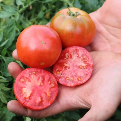 Saatgut_Buschtomate_Silbertanne_1 (1)