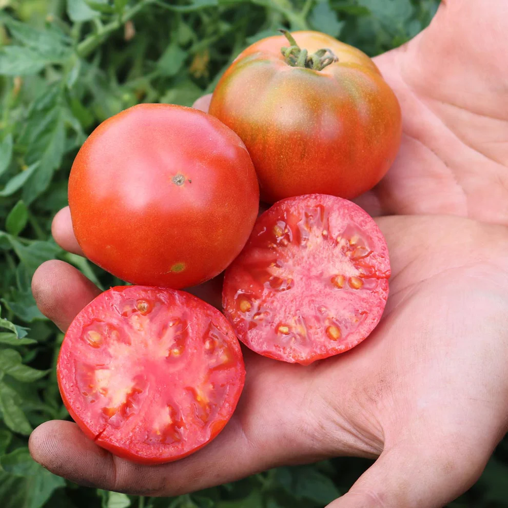 Saatgut_Buschtomate_Silbertanne_1 (1)