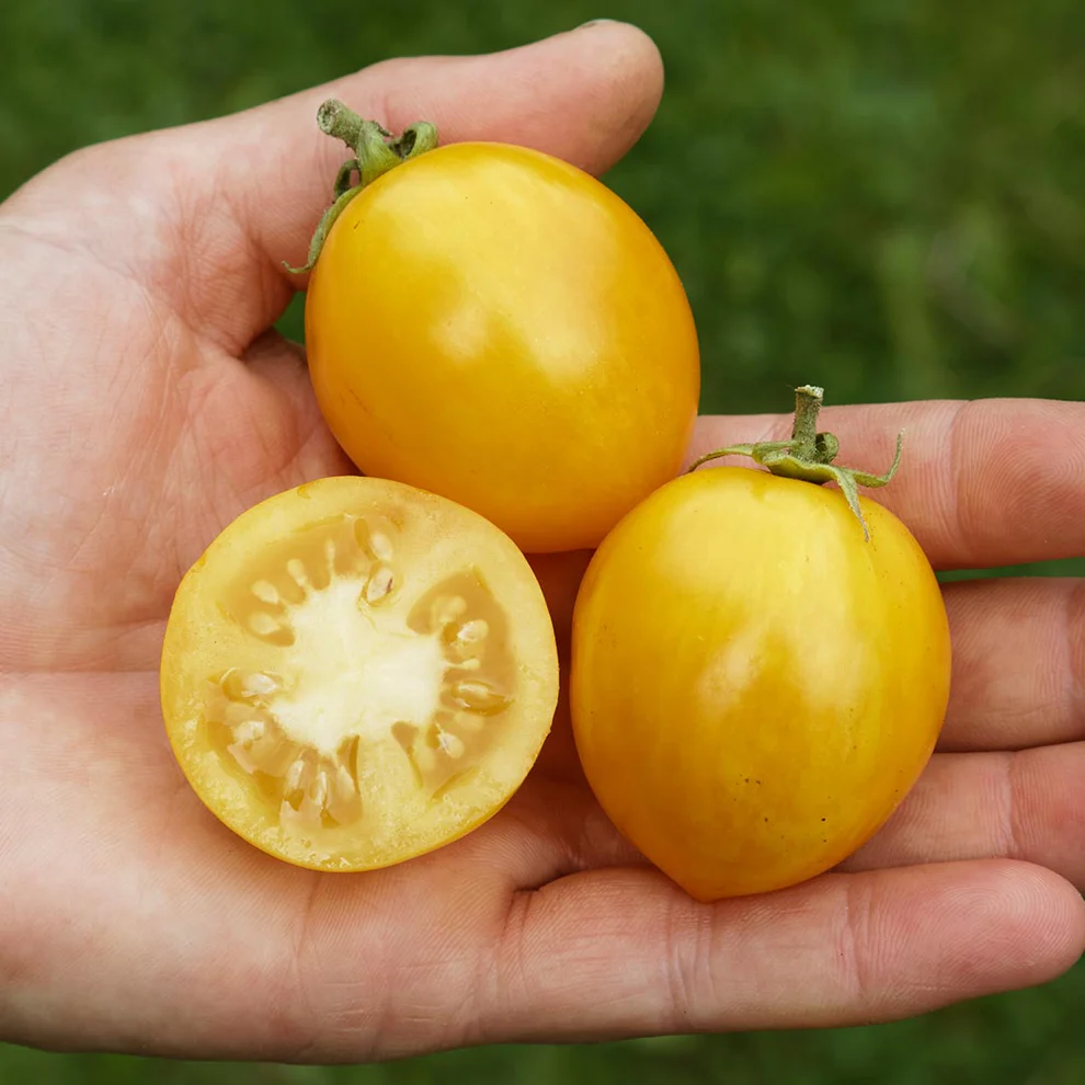 Saatgut_Buschtomate_Tigerette-Cherry_1 (1)