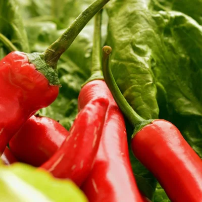 Saatgut_Chili-de-Cayenne_1 (1)