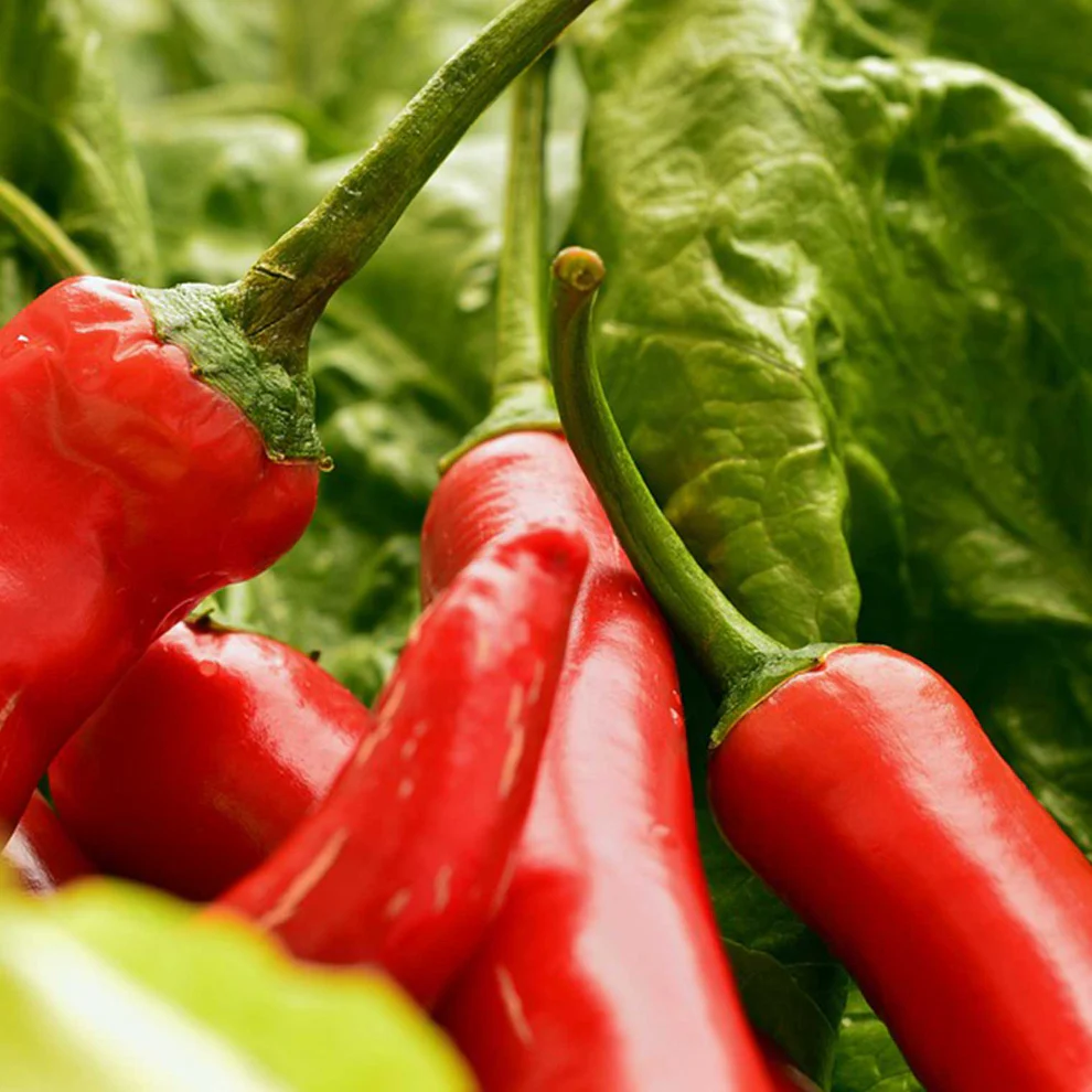 Saatgut_Chili-de-Cayenne_1 (1)