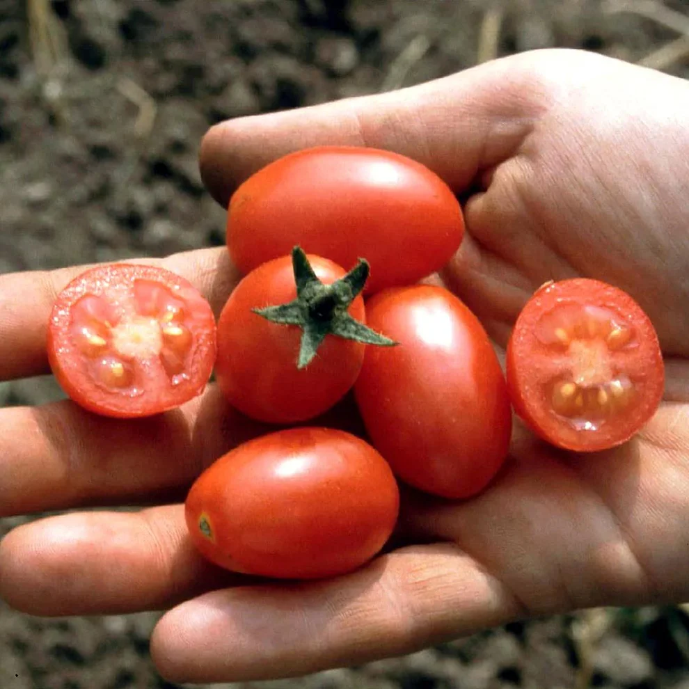 Saatgut_Cocktailtomate_Celsior_1 (1)