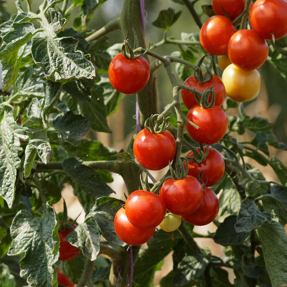 Saatgut_Cocktailtomate_Primabella_1 (1)