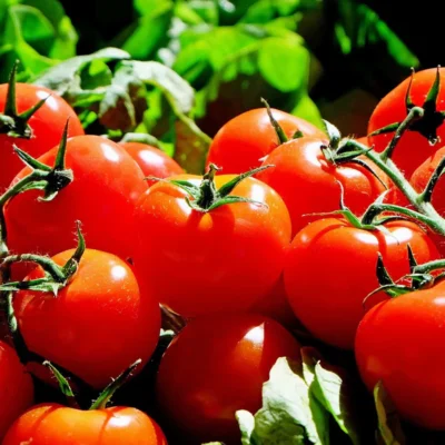 Saatgut_Cocktailtomate_Red-Cherry_1 (1)