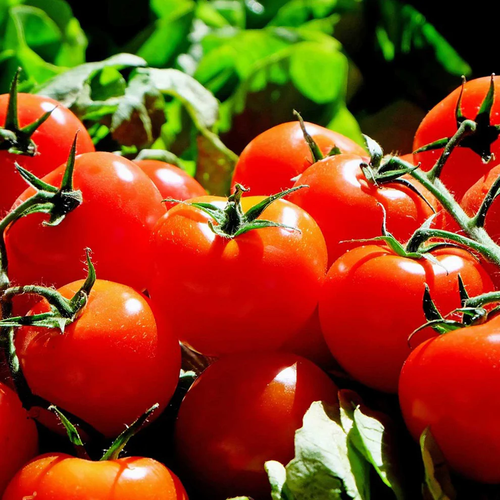 Saatgut_Cocktailtomate_Red-Cherry_1 (1)