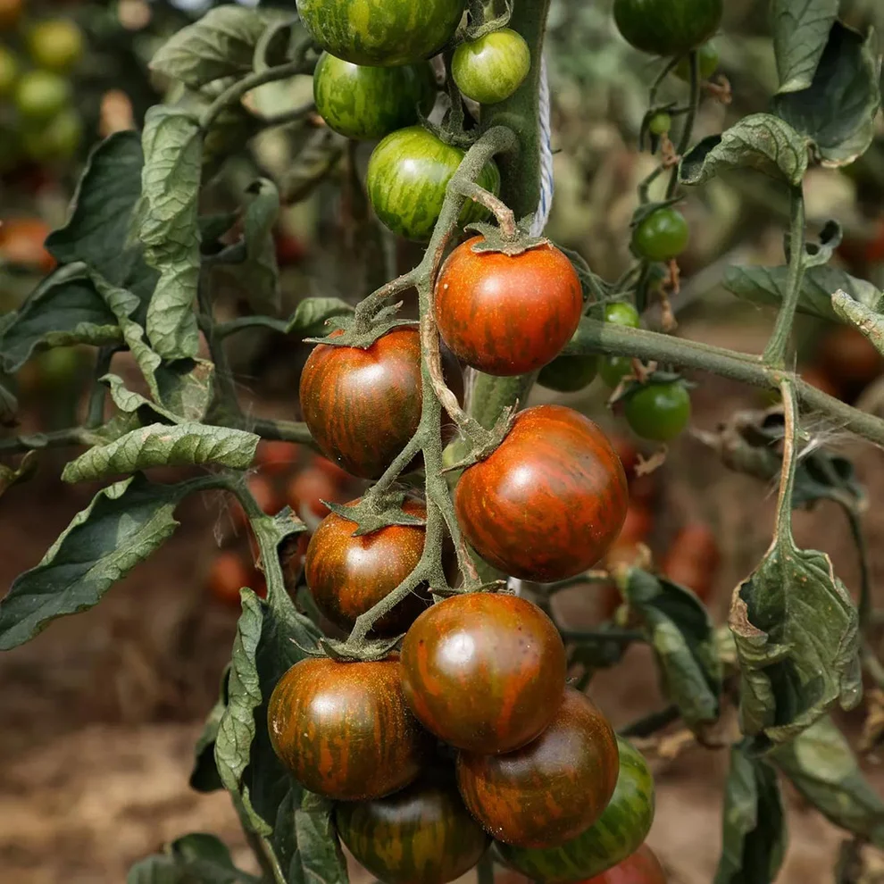 Saatgut_Cocktailtomate_Zebranelle_1 (1)