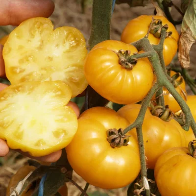 Saatgut_Fleischtomate_Old-Yellow-Candystripe_1 (1)