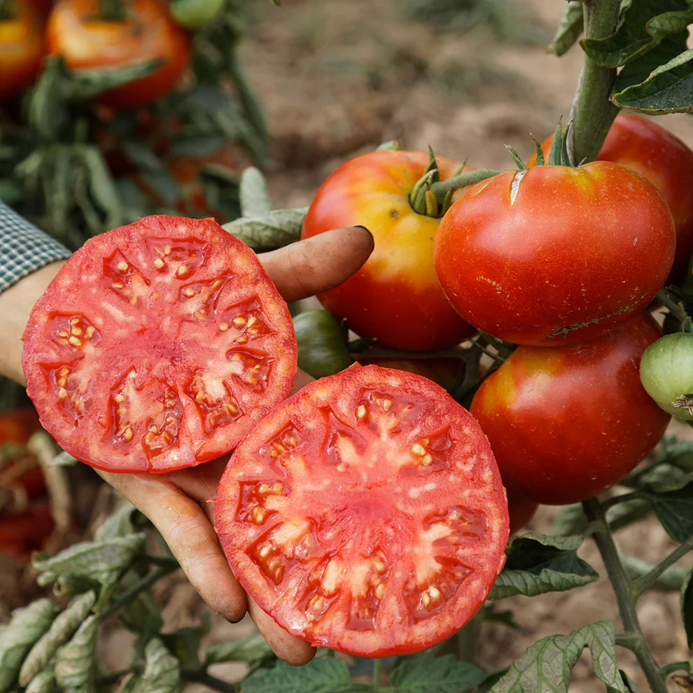 Saatgut_Fleischtomate_Vivagrande_1 (1)