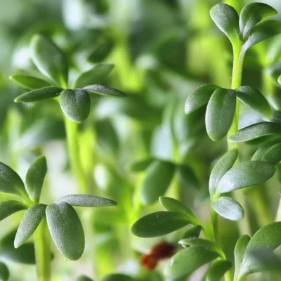 Saatgut_Kresse_1 (1)