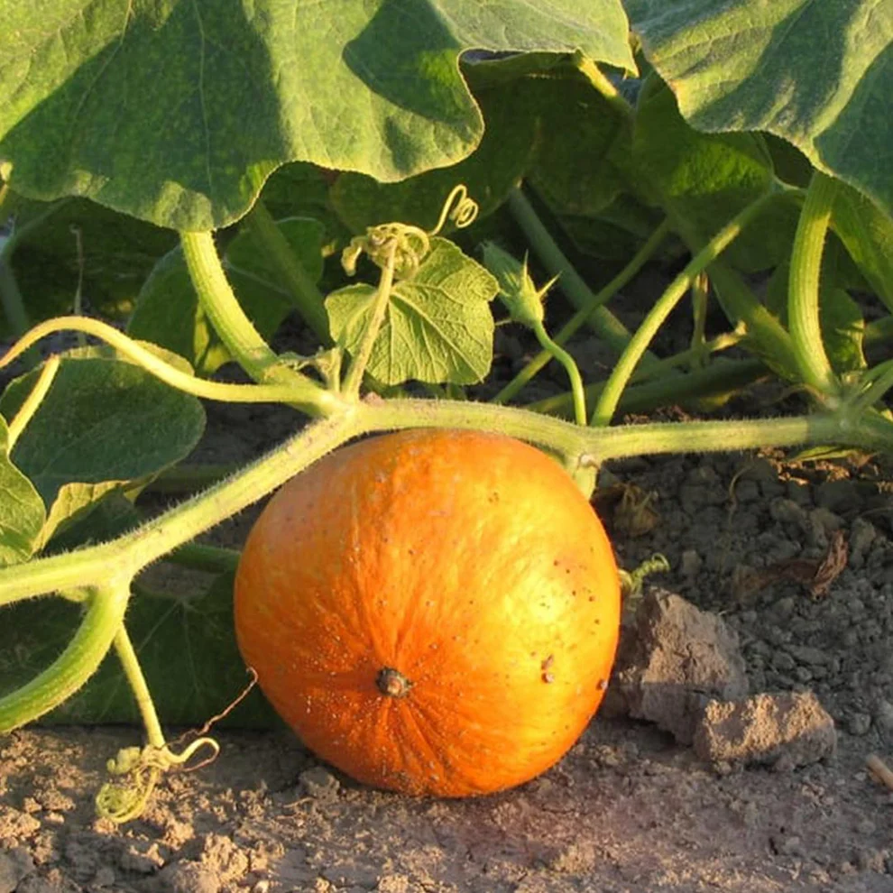 Saatgut_Kuerbis_Fictor_1 (1)