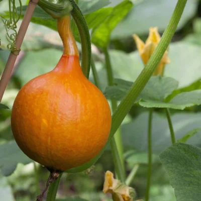 Saatgut_Kuerbis_Uchi-Kuri_1 (1)