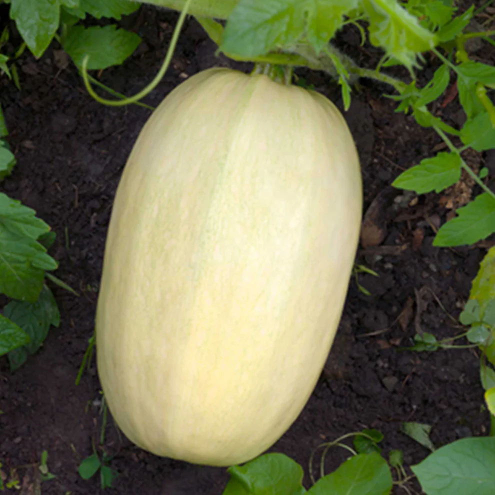 Saatgut_Kuerbis_Vegetable-Spaghetti_1 (1)