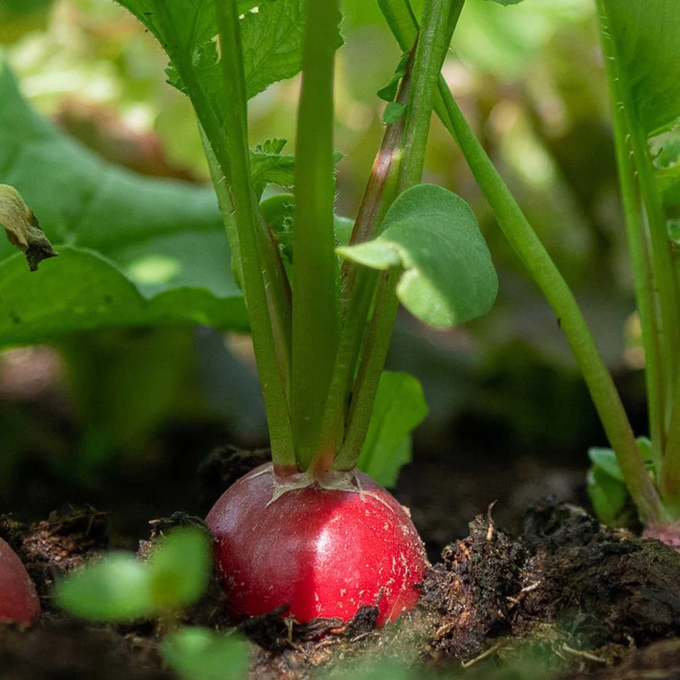 Saatgut_Radieschen_Cherry-Belle_1 (1)