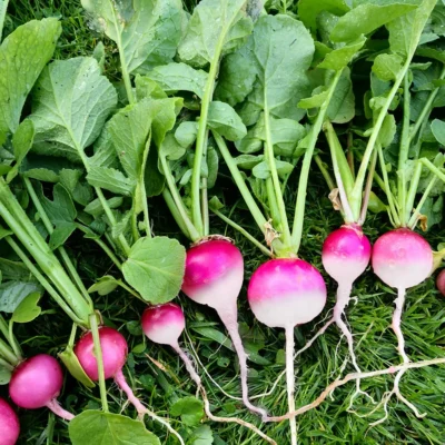 Saatgut_Radieschen_Radis-rose-a-bout-blanc_1 (1)