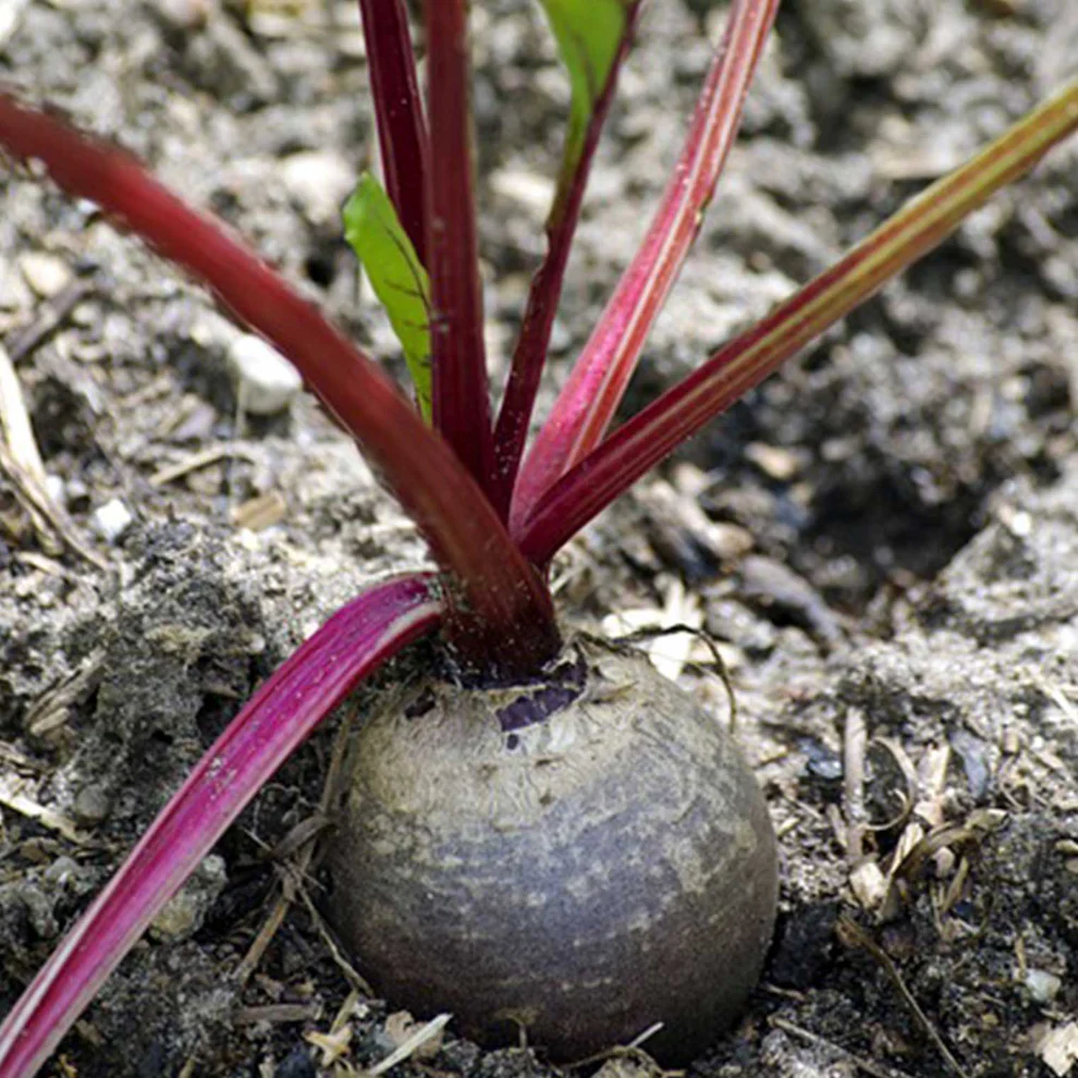 Saatgut_Rote-Beete_Detroit_1 (1)