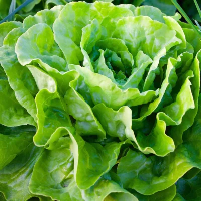 Saatgut_Salat_Attractie_1 (1)