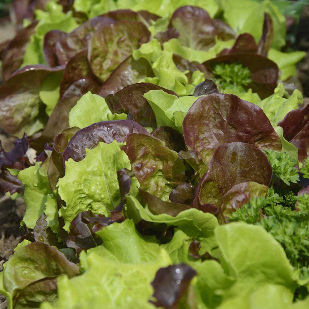 Saatgut_Salat_Mesclun-Mix_1 (1)