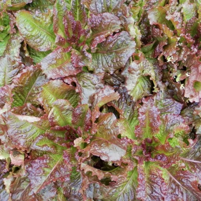 Saatgut_Salat_Redbone_1 (1)