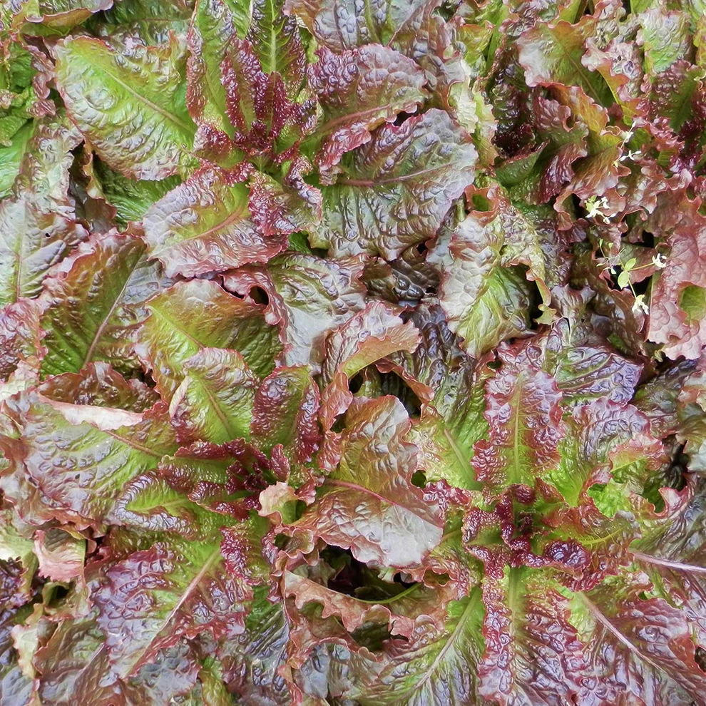 Saatgut_Salat_Redbone_1 (1)