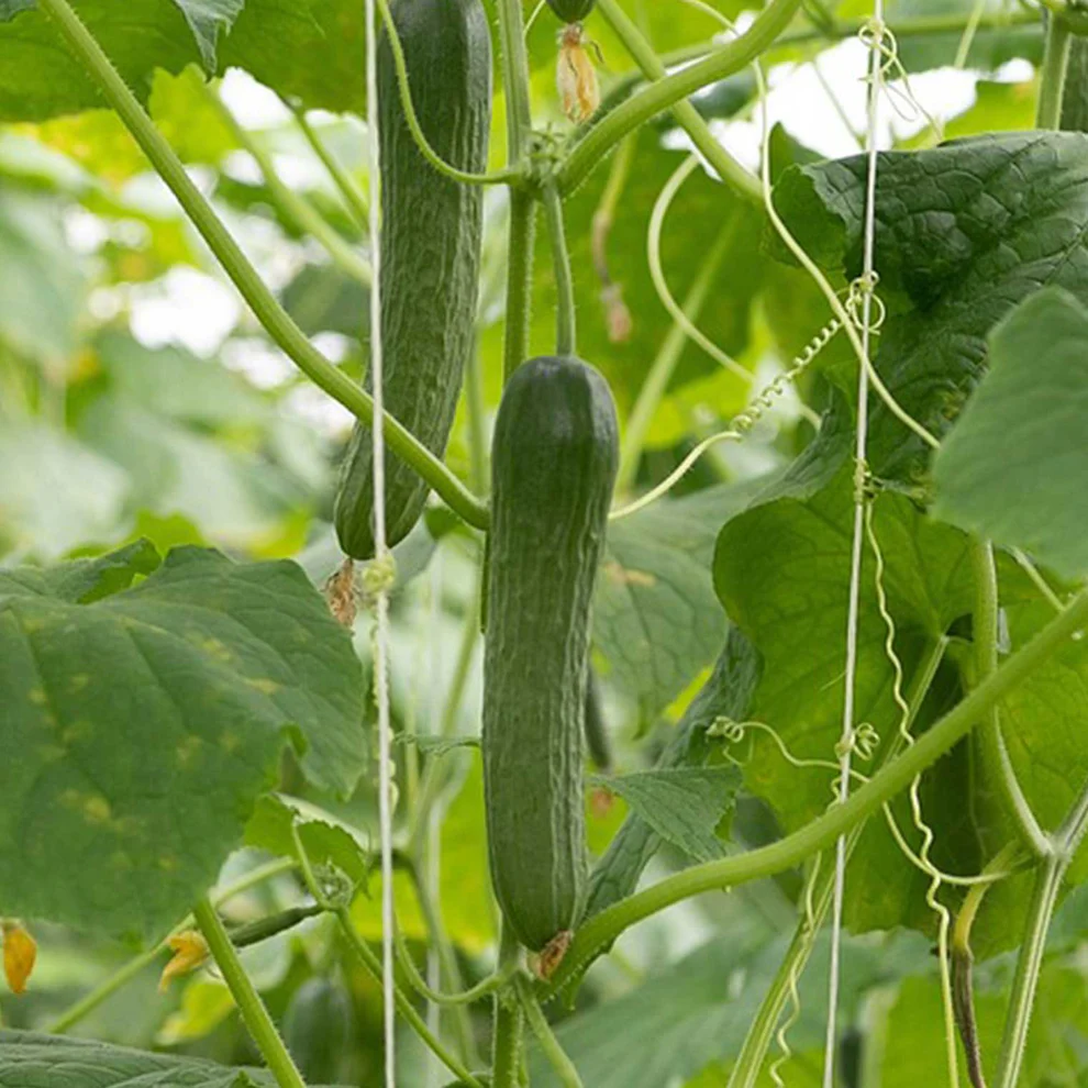 Saatgut_Salatgurke_Marketmore_1 (1)