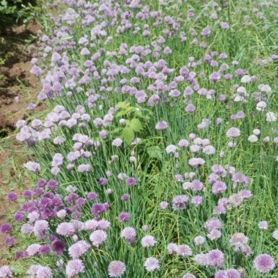 Saatgut_Schnittlauch_Bellarisa_1 (1)