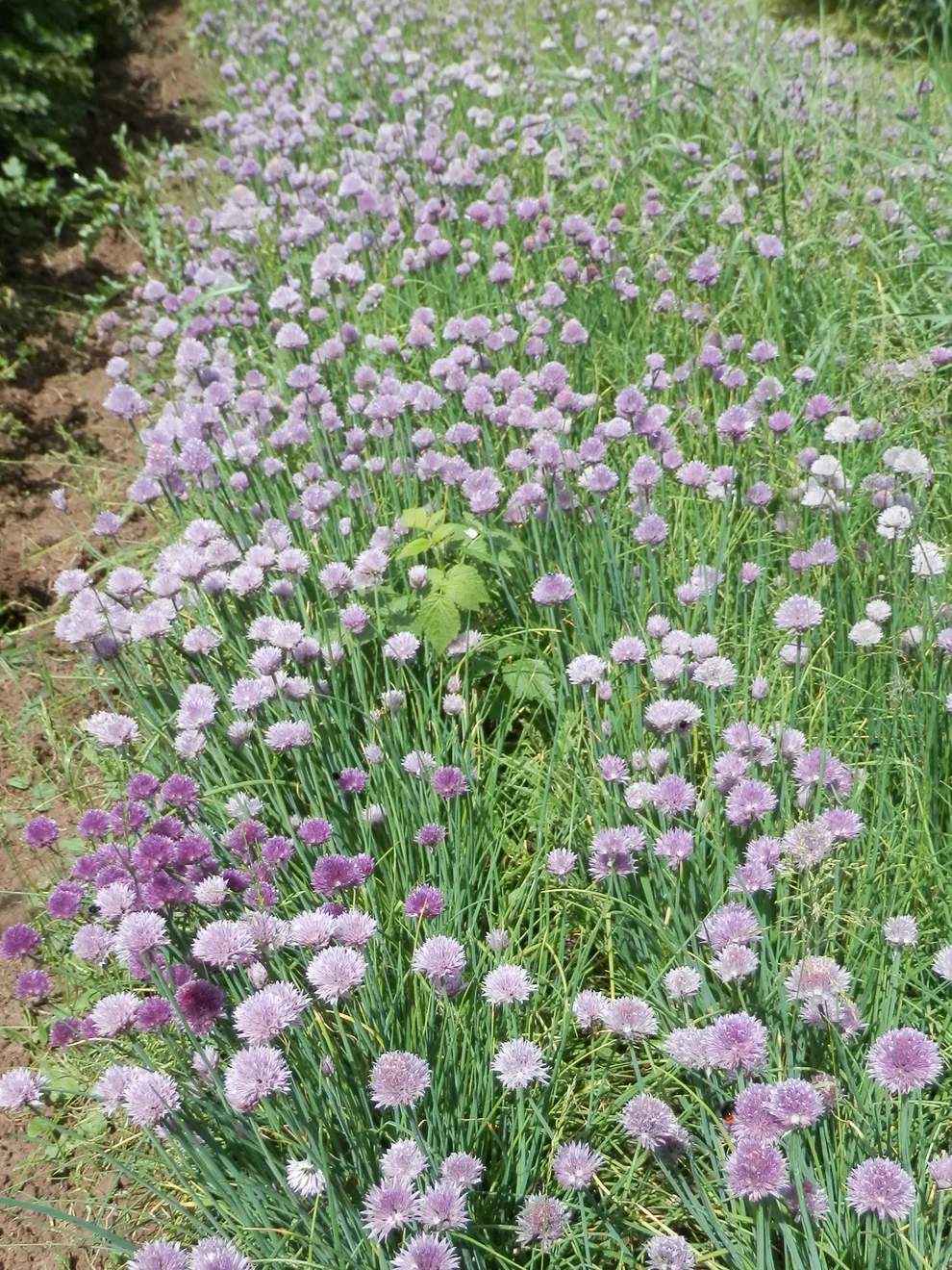 Saatgut_Schnittlauch_Bellarisa_1 (1)