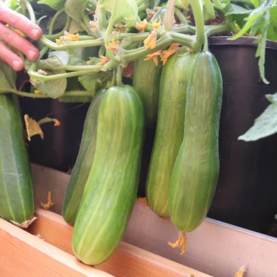 Saatgut_Topfgurke_1 (1)