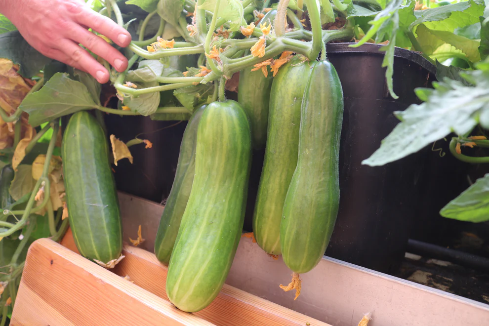 Saatgut_Topfgurke_1 (1)