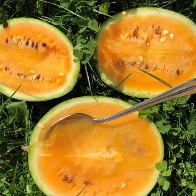 Saatgut_Wassermelone_Solopoly_1 (1)