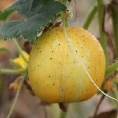 Saatgut_Zitronengurke_Lemon_1