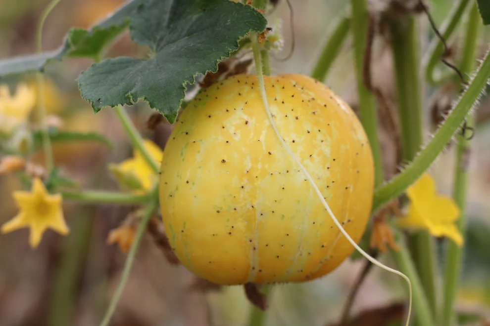 Saatgut_Zitronengurke_Lemon_1