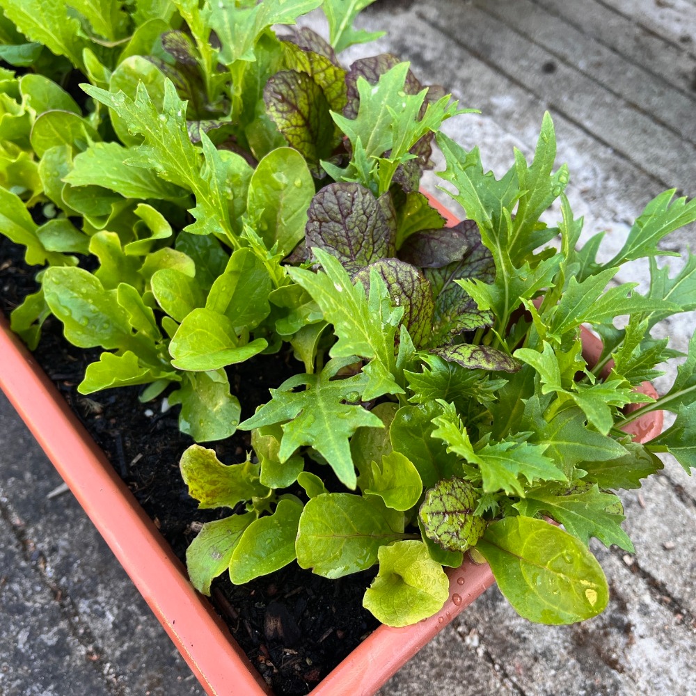 Salatplatte im Kasten (1)
